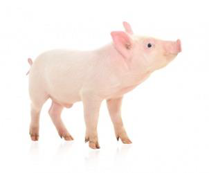 Usmernenie pri postupe registrácie chovu s jednou ošípanou na domácu spotrebu.png Usmernenie pri postupe registrácie chovu s jednou ošípanou na domácu spotrebu.png